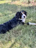 Franklin, a male Miniature Bernedoodle for sale in Greencastle, PA – Photo 7 of 9