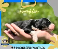 Franklin, a male Miniature Bernedoodle for sale in Greencastle, PA – Photo 3 of 9