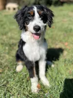 Franklin, a male Miniature Bernedoodle for sale in Greencastle, PA – Photo 4 of 9