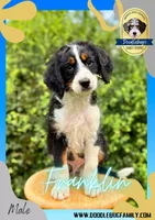 Franklin, a male Miniature Bernedoodle for sale in Greencastle, PA – Photo 2 of 9