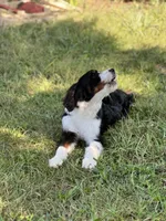 Franklin, a male Miniature Bernedoodle for sale in Greencastle, PA – Photo 6 of 9