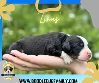 Linus, a male Miniature Bernedoodle for sale in Greencastle, PA – Photo 3 of 6