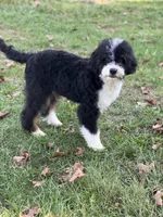 Linus, a male Miniature Bernedoodle for sale in Greencastle, PA – Photo 4 of 6