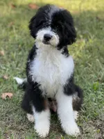 Linus, a male Miniature Bernedoodle for sale in Greencastle, PA – Photo 5 of 6