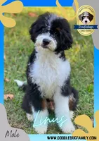 Linus, a male Miniature Bernedoodle for sale in Greencastle, PA – Photo 1 of 6