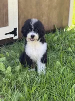Linus, a male Miniature Bernedoodle for sale in Greencastle, PA – Photo 6 of 6