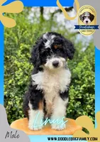 Linus, a male Miniature Bernedoodle for sale in Greencastle, PA – Photo 2 of 6