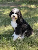 Snoopy, a male Miniature Bernedoodle for sale in Greencastle, PA – Photo 6 of 6