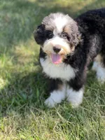 Snoopy, a male Miniature Bernedoodle for sale in Greencastle, PA – Photo 5 of 6