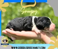 Snoopy, a male Miniature Bernedoodle for sale in Greencastle, PA – Photo 3 of 6