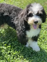 Snoopy, a male Miniature Bernedoodle for sale in Greencastle, PA – Photo 4 of 6