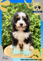 Snoopy, a male Miniature Bernedoodle for sale in Greencastle, PA – Photo 2 of 6