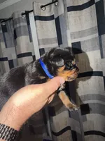 Dark Blue Collar Boy, a male Rottweiler for sale in Snow Hill, MD – 2 of 2