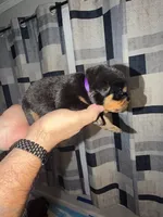 Purple Collar, a female Rottweiler for sale in Snow Hill, MD – 3 of 3