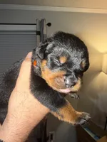 Orange Collar, a male Rottweiler for sale in Snow Hill, MD – 2 of 4