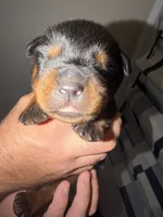 Red Collar, a male Rottweiler for sale in Snow Hill, MD – 3 of 3