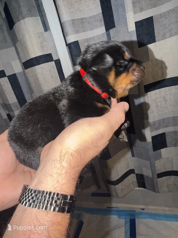 Red Collar – Rottweiler puppy for sale in Snow Hill, MD