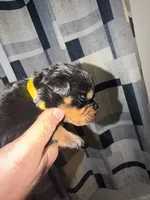 Yellow Collar, a male Rottweiler for sale in Snow Hill, MD – 2 of 3