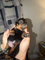 Orange Collar, a male Rottweiler for sale in Snow Hill, MD – 3 of 4