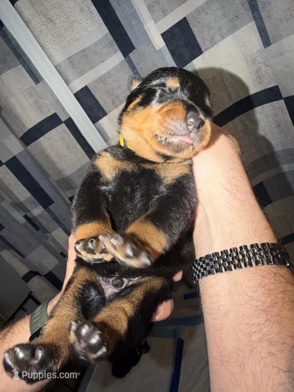 Yellow Collar – Rottweiler puppy for sale in Snow Hill, MD