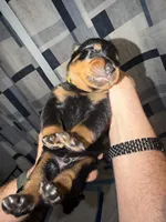 Yellow Collar, a male Rottweiler for sale in Snow Hill, MD – 1 of 3