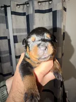 Dark Green collar , a male Rottweiler for sale in Snow Hill, MD – 3 of 3