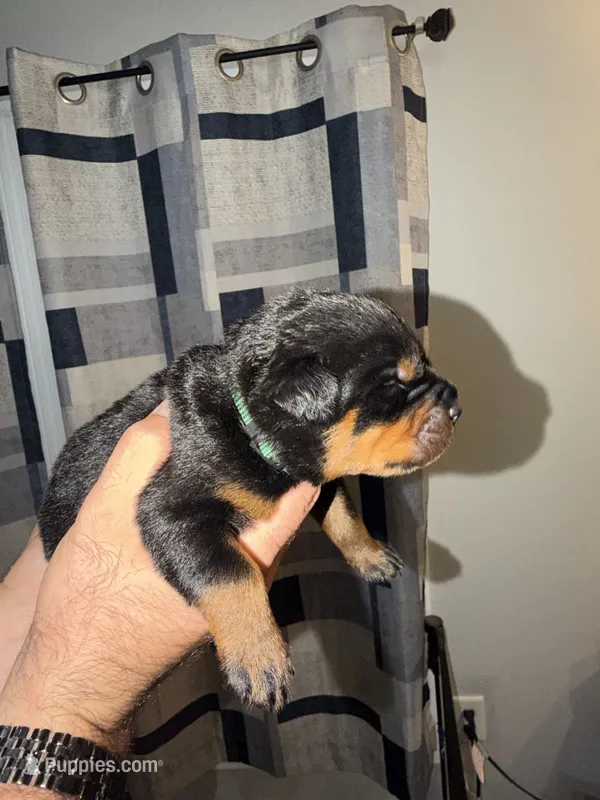 Dark Green collar  – Rottweiler puppy for sale in Snow Hill, MD