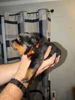 Orange Collar, a male Rottweiler for sale in Snow Hill, MD – 4 of 4