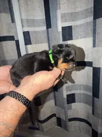 Bright Green Collar, a male Rottweiler for sale in Snow Hill, MD – 2 of 3