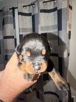 Light Blue Collar, a male Rottweiler for sale in Snow Hill, MD – 2 of 3
