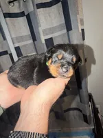 Dark Green collar , a male Rottweiler for sale in Snow Hill, MD – 2 of 3