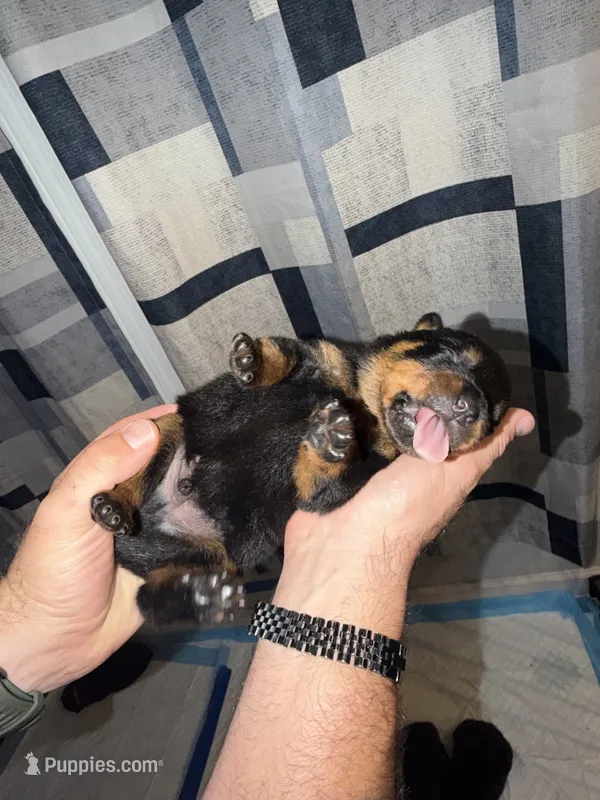Bright Green Collar – Rottweiler puppy for sale in Snow Hill, MD