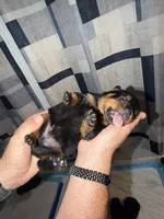 Bright Green Collar, a male Rottweiler for sale in Snow Hill, MD – 1 of 3