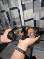 Red Collar, a male Rottweiler for sale in Snow Hill, MD – 2 of 3