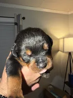 Orange Collar, a male Rottweiler for sale in Snow Hill, MD – 1 of 4