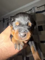 Dark Blue Collar Boy, a male Rottweiler for sale in Snow Hill, MD – 1 of 2