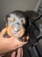Bright Green Collar, a male Rottweiler for sale in Snow Hill, MD – 3 of 3