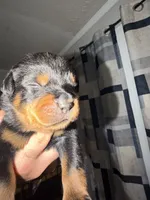 Yellow Collar, a male Rottweiler for sale in Snow Hill, MD – 3 of 3