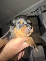 Purple Collar, a female Rottweiler for sale in Snow Hill, MD – 2 of 3