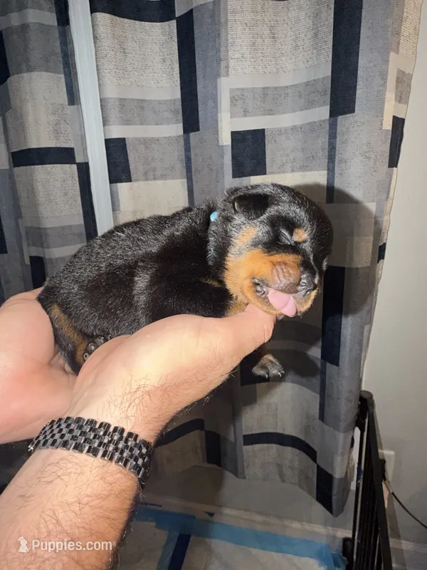 Light Blue Collar – Rottweiler puppy for sale in Snow Hill, MD