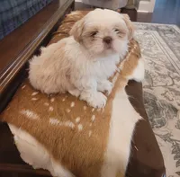 River, a male Shih Tzu for sale in Elberta, AL – Photo 4 of 10