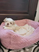 River, a male Shih Tzu for sale in Elberta, AL – Photo 8 of 10