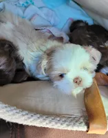 River, a male Shih Tzu for sale in Elberta, AL – Photo 2 of 10