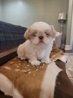 River, a male Shih Tzu for sale in Elberta, AL – Photo 1 of 10