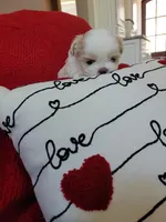 River, a male Shih Tzu for sale in Elberta, AL – Photo 5 of 10