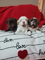 River, a male Shih Tzu for sale in Elberta, AL – Photo 7 of 10