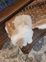 River, a male Shih Tzu for sale in Elberta, AL – Photo 3 of 10