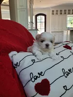 River, a male Shih Tzu for sale in Elberta, AL – Photo 6 of 10