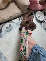 Coco, a female Shih Tzu for sale in Elberta, AL – Photo 8 of 8