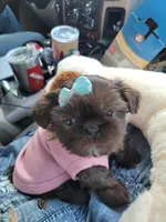 Coco, a female Shih Tzu for sale in Elberta, AL – Photo 1 of 8